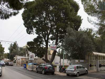 Gli alberi monumentali di Bari